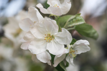 white apple flowers macro