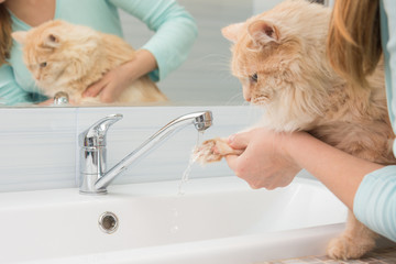 A girl washes a cat's paw under a stream of water from a washbasin mixer in the bathroom