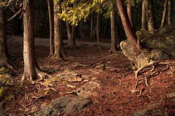 dark forest pathway