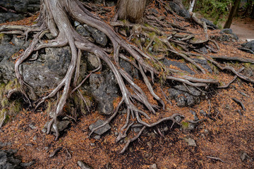 roots