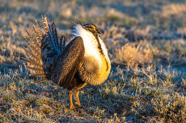 Male Greater Sage-Grouse in Courtship Display at Lek