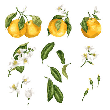 Orange plant set with fruit on branches, flowers, buds, leaves and tiny fruits