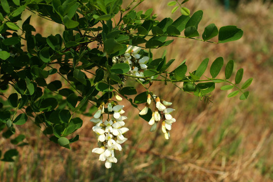 fleur de robinier faux-acacia