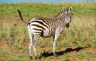 Zebra