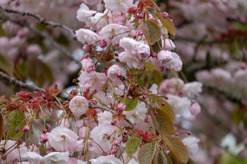 Cherry Tree Blossom   Cherry tree in full blossom crimson pink in colour 