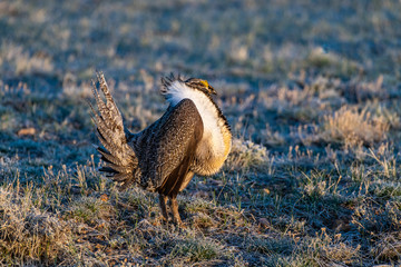 Male Greater Sage-Grouse in Courtship Display at Lek