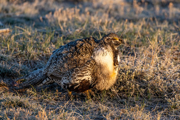 Male Greater Sage-Grouse in Courtship Display at Lek