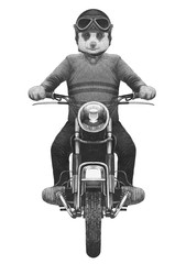 Meerkat rides motorcycle,  hand-drawn illustration