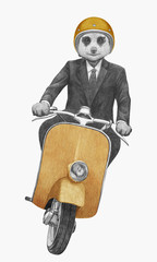 Meerkat rides scooter,  hand-drawn illustration