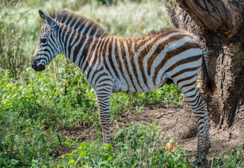 Obraz premium Zebra