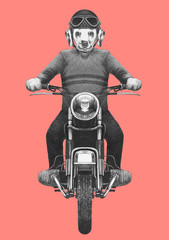 Dalmatian rides motorcycle,  hand-drawn illustration