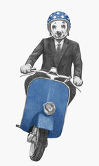 Dalmatian rides scooter, hand-drawn illustration