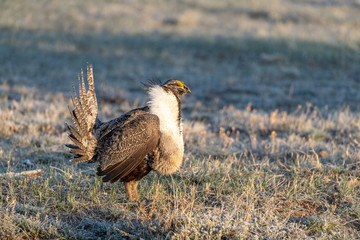 Male Greater Sage-Grouse in Courtship Display at Lek