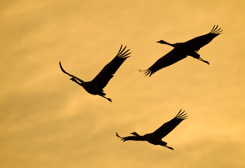 silhouettes of three cranes flying backlit at sunset