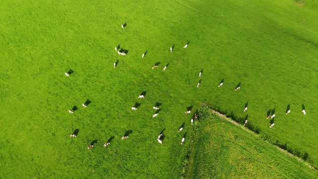 vue du ciel, un troupeau de vache r&eacute;parti dans un pr&eacute; vert