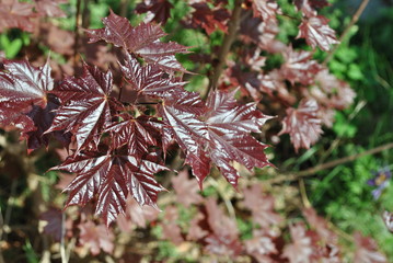 Klon czerwony - Acer rubrum