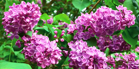 Bushes of pink lilac in the Botanical Garden. See how the lilacs blossom. Flowering bushes in the spring. 