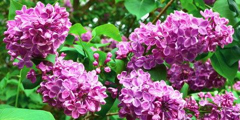 Obraz premium Bushes of pink lilac in the Botanical Garden. See how the lilacs blossom. Flowering bushes in the spring. 