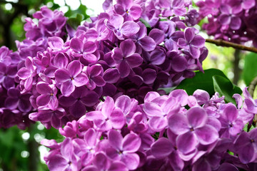 A view on a branch of a pink lilac in the garden, close up. Lilac blooms in the spring. Lilac flowers and leaves