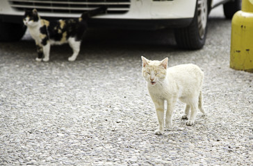 Abandoned street cats