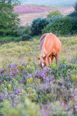 Colourful purple and pink heather