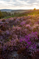 Fototapeta premium Colourful purple and pink heather