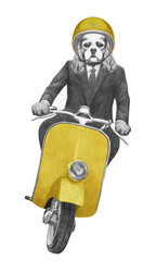 Cavalier King Charles Spaniel rides scooter,  hand-drawn illustration