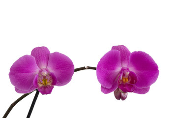 Orchideen Blüte isoliert auf weissem Hintergrund