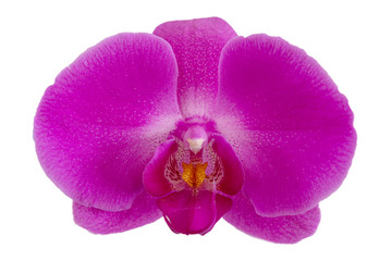 Fototapeta na wymiar Orchidee Nahaufnahme - Grusskarte