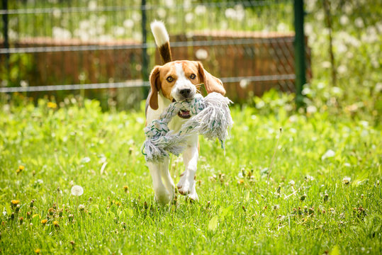 Beagle dog run and fun