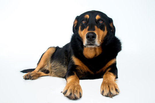 Fototapeta perro