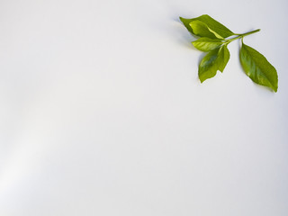 Leaves frame on white background