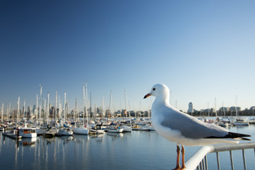Fototapeta na wymiar Seagull Harbour
