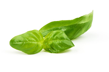 Green fresh basil leaves isolated on white background
