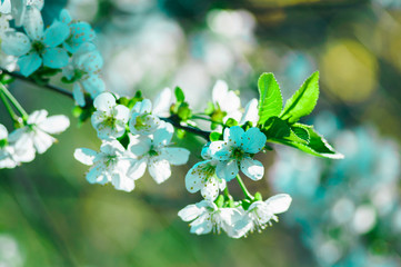 Blossom cherry tree branch with flowers. Sakura in spring and sunshine with a blur background.