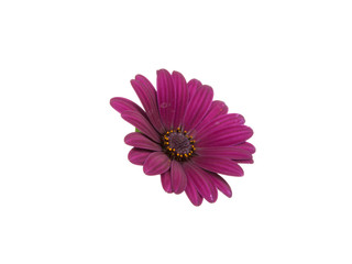 beautiful purple osteospermum or african daisy pink flower isolated on white