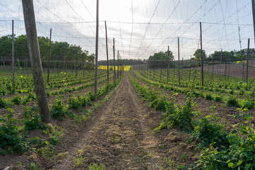 Hopfengarten mit jungen Hopfenplanzen in der Hallertau