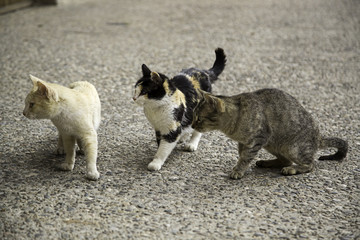 Abandoned street cats