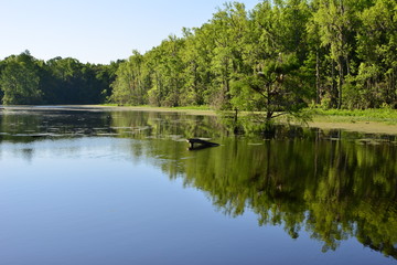 Fototapeta na wymiar Swamp near Charleston in South Carolina.