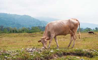 Cows in the field of Adjara. Georgia