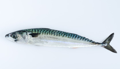 Mackerel on white background. Top view.