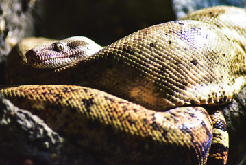 Ominous Snake