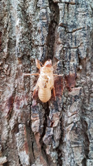 husk of cicada on tree