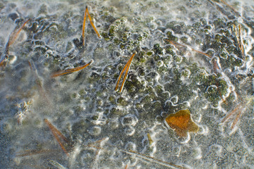 Obraz na płótnie Canvas Ice surface and pine tree needles