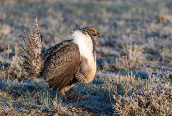 A Greater-Sage Grouse in Courtship Display at Lek