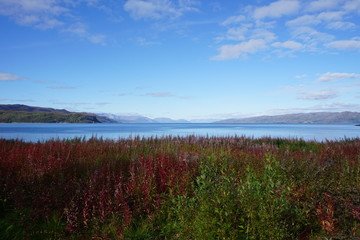 Feld mit roten Blumen vor einem Fjord