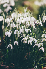 Close up of snowdrops in spring