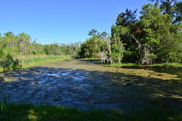 Swamp near Charleston in South Carolina.