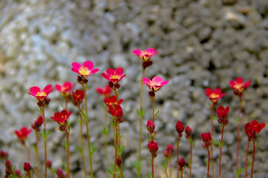 roter Steinbrech an einer Mauer