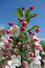 apfelbaumblüte